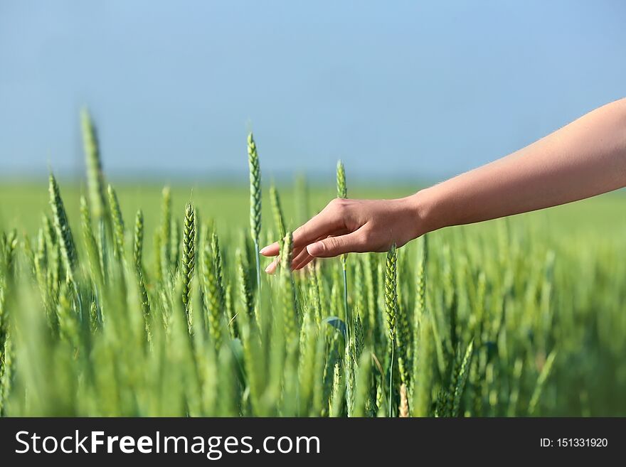 Woman in wheat field on sunny summer day. Amazing nature