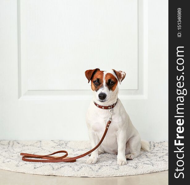 Cute Jack Russell terrier sitting on rug near door at home