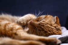 Cute Scottish Fold Cat Sleeping At Home Stock Photo
