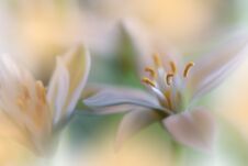 Beautiful Golden Nature Background.Abstract Artistic Wallpaper.Art Macro Photography.Wedding Invitation.Floral Design.Copy Space. Royalty Free Stock Image Beautiful Golden Nature Background.Abstract Artistic Wallpaper.Art Macro Photography.Wedding Invitation.Floral Design.Copy Space. Royalty Free Stock Image