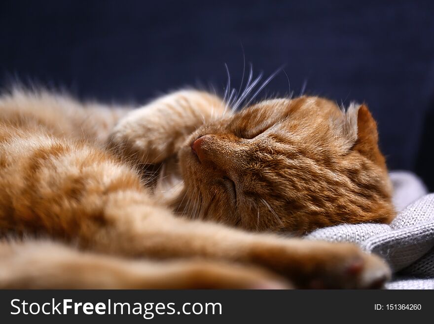 Cute Scottish fold cat sleeping at home