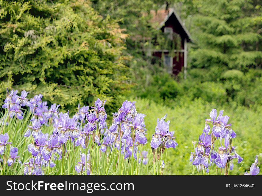 Purple iris flower bushes in green garden