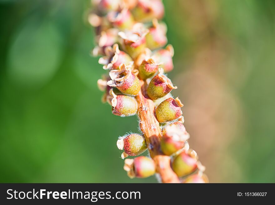 Close view of Bottle brush tree fruit with seeds on blurred green background. Close view of Bottle brush tree fruit with seeds on blurred green background