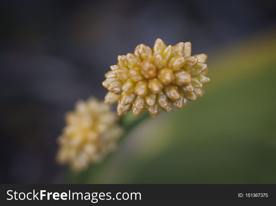 Roraima Native Flora