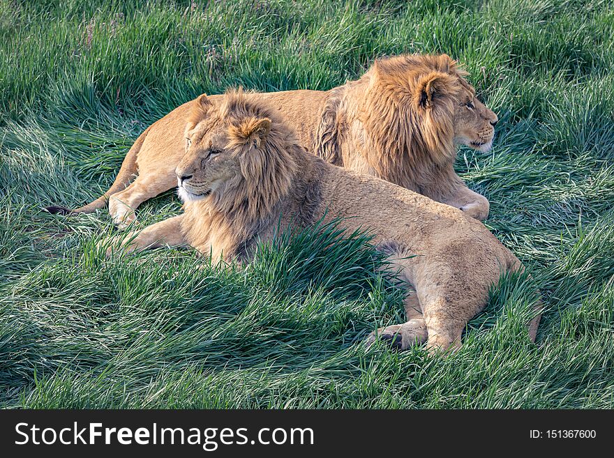 A pair of young lions are resting lying on the green grass.