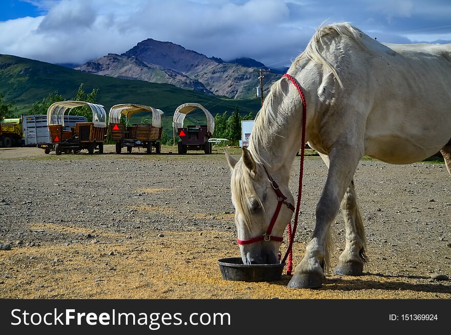 White percheron horse eating with Wells Fargo wagons and mountains behind, Alaska, Healy, United States