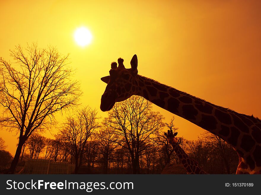 Safari image with giraffes and sunset. Safari image with giraffes and sunset