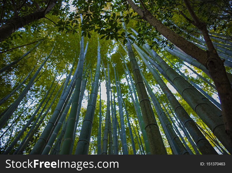 Bamboo Forest At The Traditional Guarden In Kamakura Japan