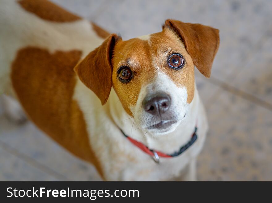 Cute curious dog looking at camera.