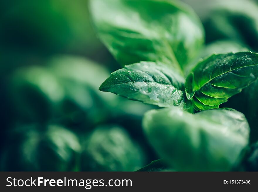 Basil leaves close-up. Small depth of field