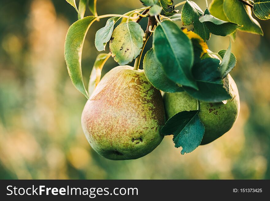 Two ripe pears on a branch in the garden, close-up. Organic fruit