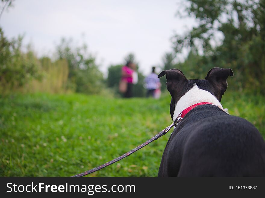 A dog on a leash shot from behind in a green field with people blurred in the background