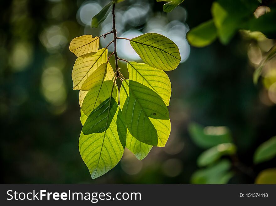 Beautiful Closeup Shot Of Green Fresh Leaves On A Branch Of A Tree