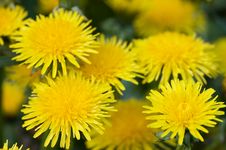 Yellow Dandelion In The Grass Green Meadow Stock Images Yellow Dandelion In The Grass Green Meadow Stock Images