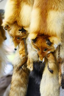 Fox Fur Stock Photos