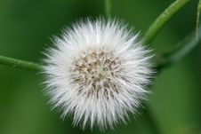 Fluffy Seed Head Stock Images