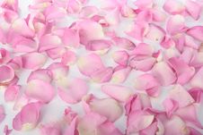 Petals Of Pink Roses Over White Royalty Free Stock Photo Petals Of Pink Roses Over White Royalty Free Stock Photo