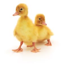 Two Ducklings Stock Images