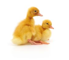 Two Ducklings Stock Photo Two Ducklings Stock Photo