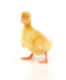 One Duckling Stock Photography