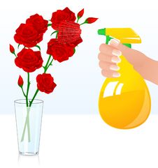 Rose Shower Royalty Free Stock Images Rose Shower Royalty Free Stock Images