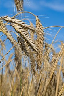 Ripe Rye Ears Against A Blue Sky Royalty Free Stock Photography Ripe Rye Ears Against A Blue Sky Royalty Free Stock Photography