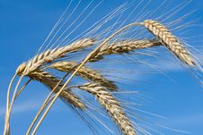Ripe Rye Ears Against A Blue Sky Stock Images Ripe Rye Ears Against A Blue Sky Stock Images