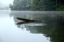 Log In The Lake Royalty Free Stock Photos Log In The Lake Royalty Free Stock Photos