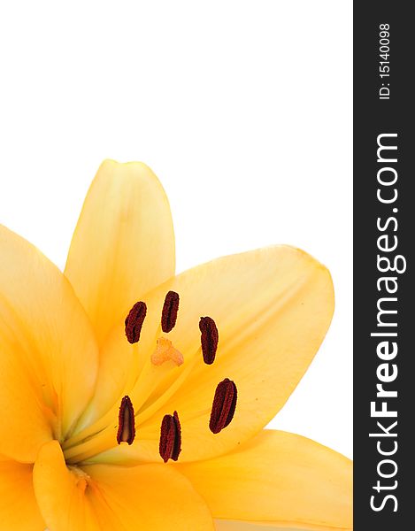 A closeyp shot of a yellow lily on white with copy space. A closeyp shot of a yellow lily on white with copy space