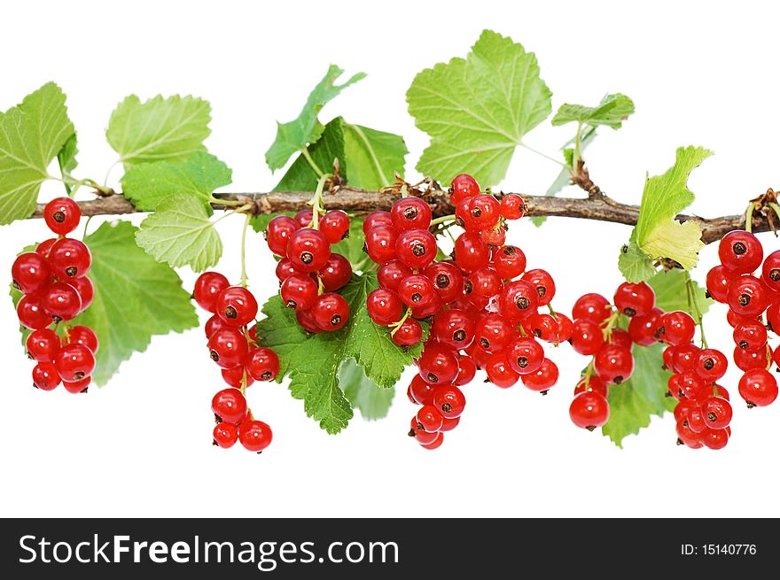 Branch of a red currant isolated on white background