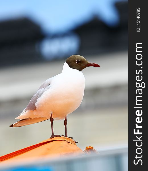 Seagull sits on the shore