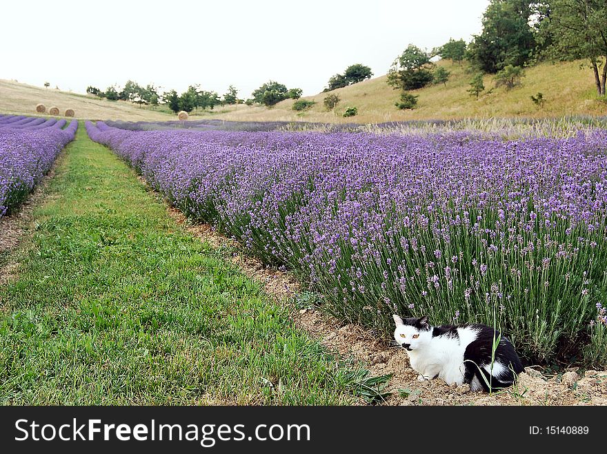 A cat in a field of lavender. A cat in a field of lavender.