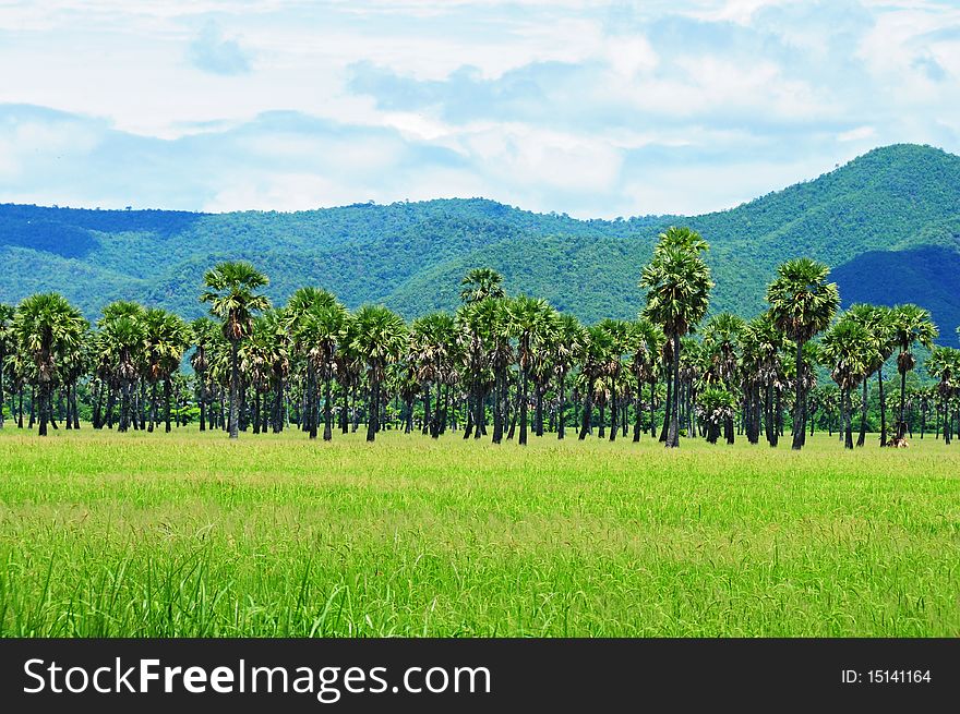 Rice farm with coconut trees in front of the mountain in Thailand