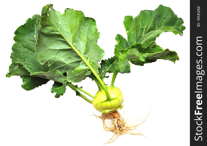Green Kohlrabi Cabbage