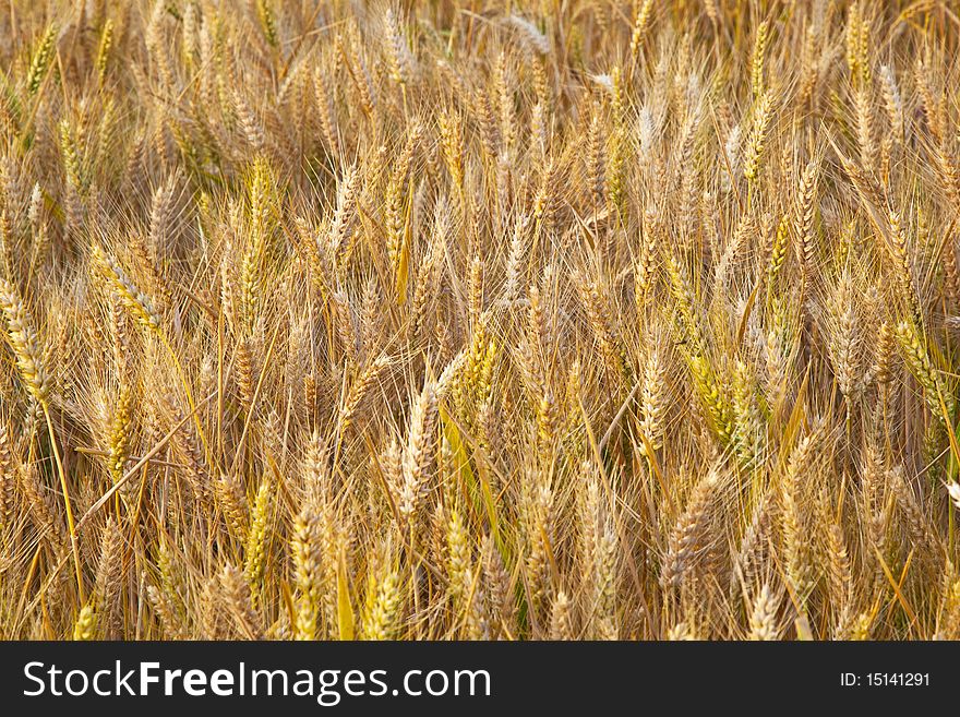 Golden corn field with spica in detail
