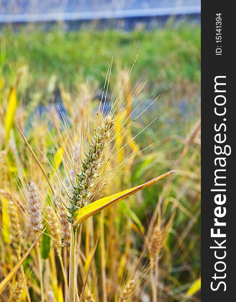 Golden corn field with spica in detail