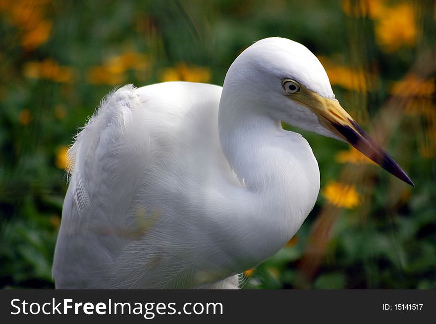 A white crane in the grass with yellow flowers