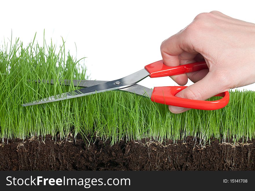 Working with a scissor in the garden. Isolated on a white background. Working with a scissor in the garden. Isolated on a white background