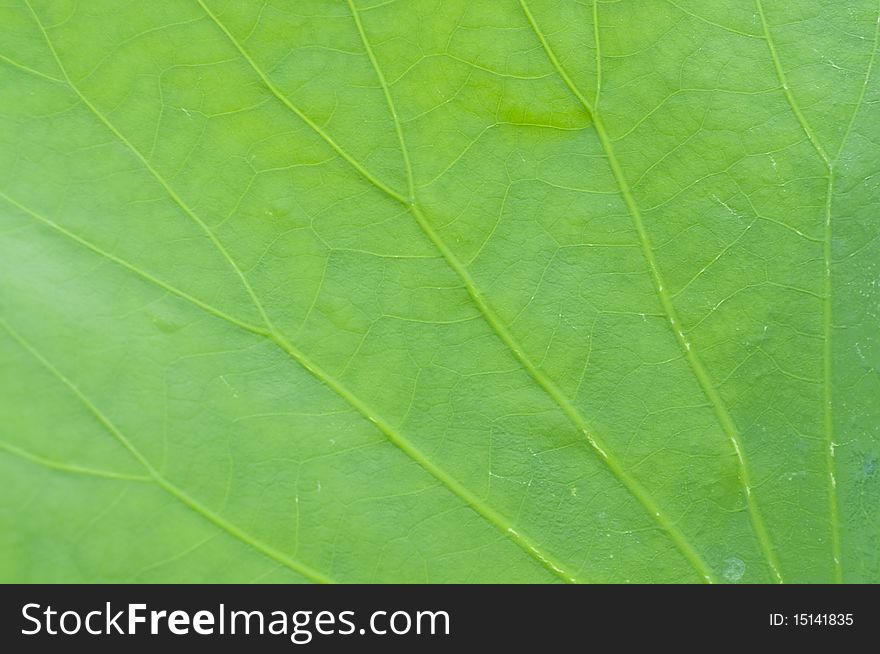 The green lotus leaf, shot it with macro lens