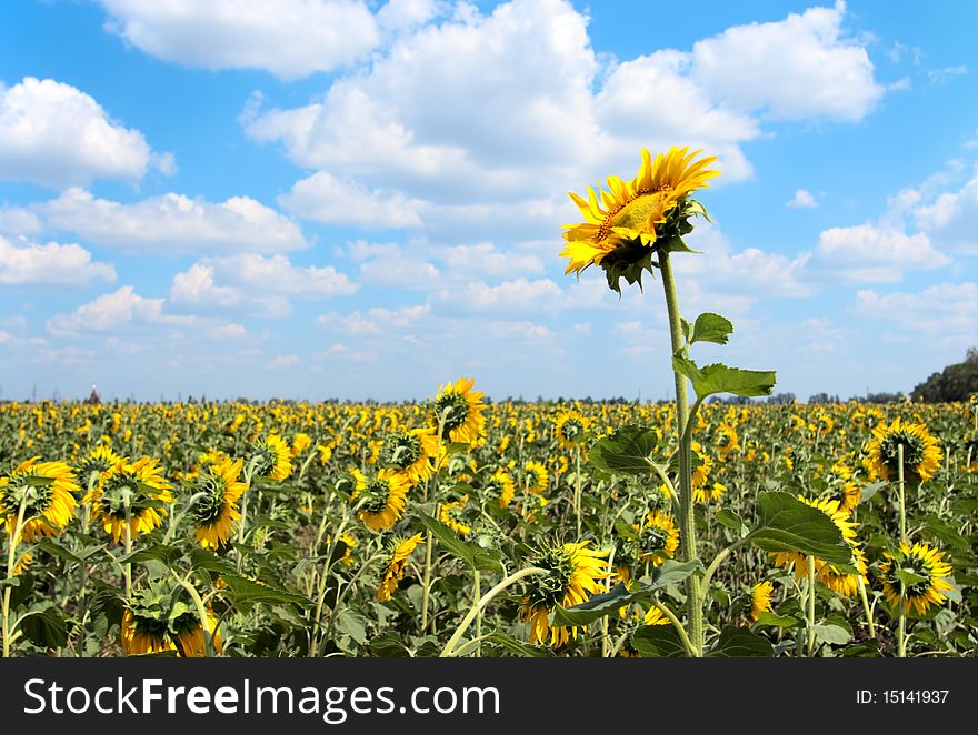 Beautiful field of sunflowers and cloudy sky. Beautiful field of sunflowers and cloudy sky