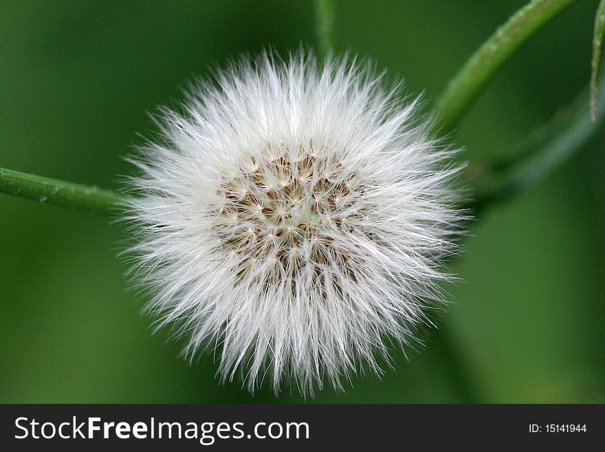 Macro of a seed head on green background. Macro of a seed head on green background