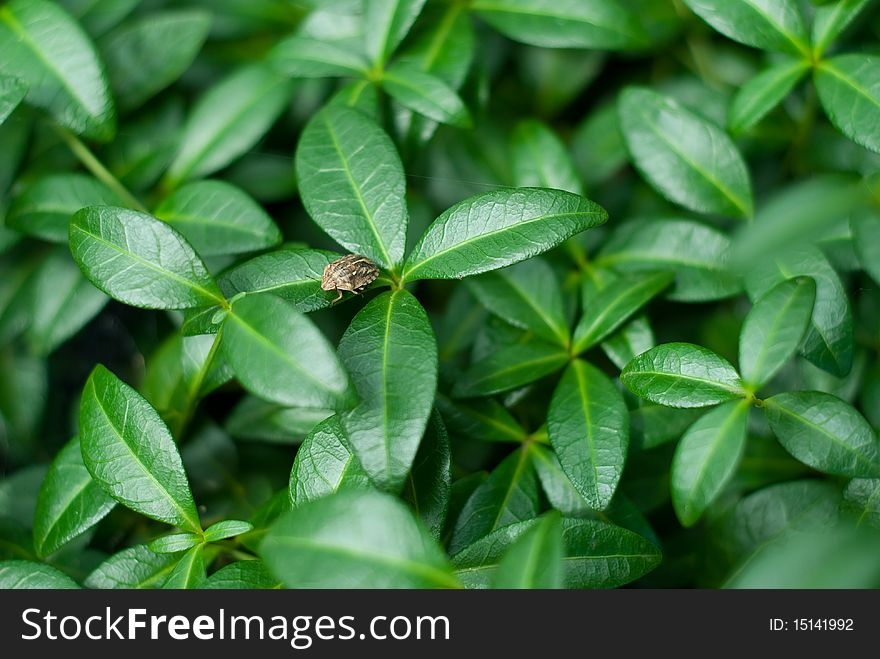 Background of green leaves with bug