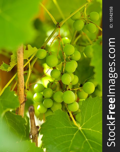 Bunch of grapes with green leaves