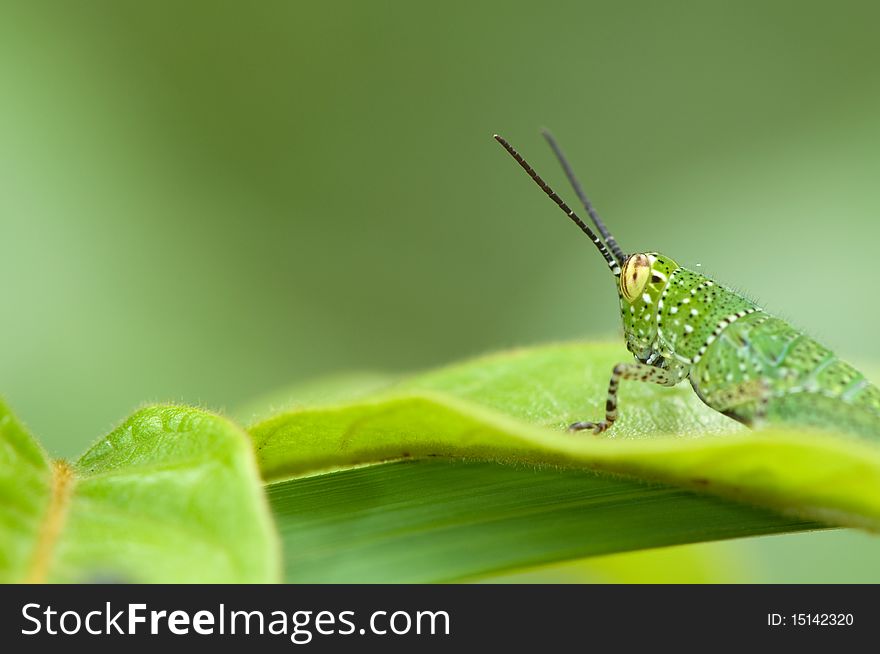 Grasshopper on green leaf macro