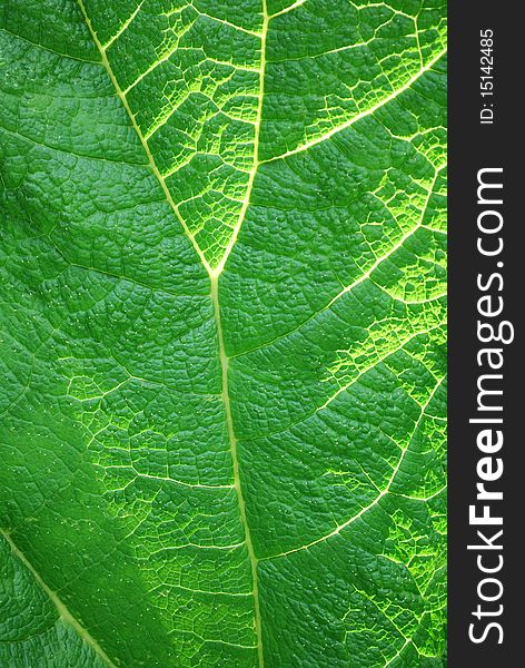 Gunnera Manicata leaf up close, showing the texture with the sunlight streaming through