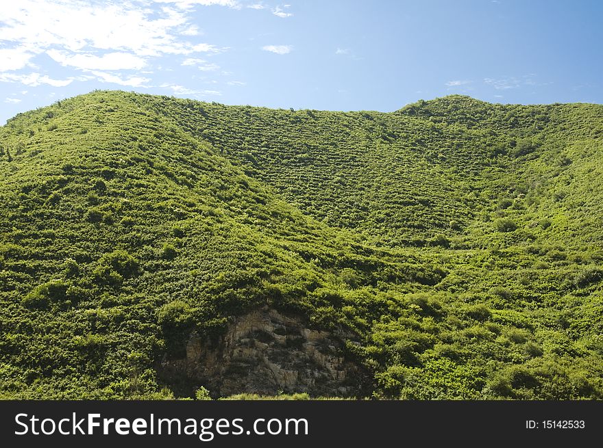 Mountain vegetation in the summer