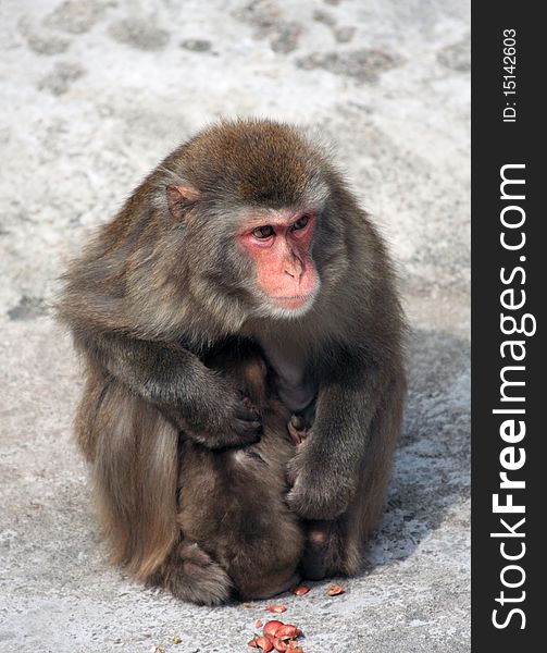 Female macaque monkey embracing her baby. Female macaque monkey embracing her baby