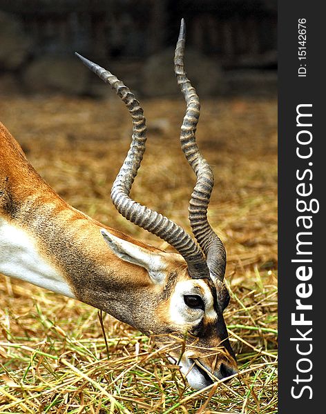 Antelope Eat Grass