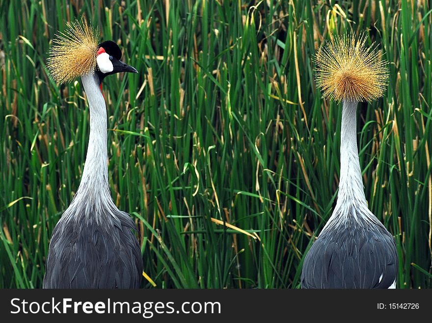 West african crowned crane