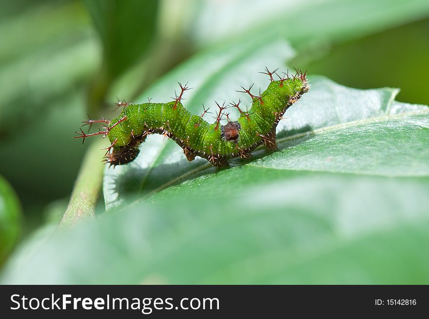 Green worm on the leaf